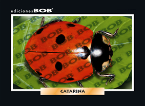 RV335 Catarina (50 pzas)