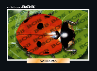 RV335 Catarina (50 pzas)