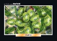 RV336 Olivo (50 pzas)