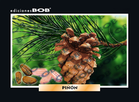 RV337 Piñón (50 pzas)