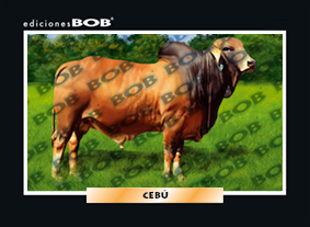 RV338 Cebú (50 pzas)