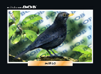 RV344 Mirlo (50 pzas)