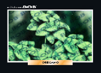 RV345 Orégano (50 pzas)