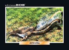 RV348 Ave lira (50 pzas)