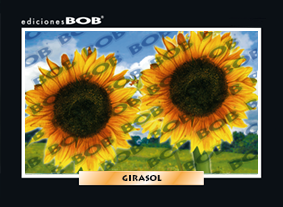 RV360 Girasol (50 pzas)