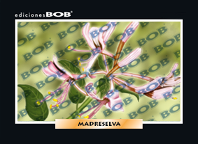 RV366 Madreselva (50 pzas)