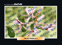 RV366 Madreselva (50 pzas)