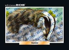 RV371 Tejón (50 pzas)