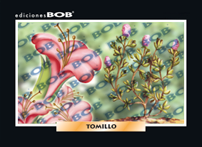 RV372 Tomillo (50 pzas)