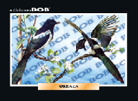 RV374 Urraca (50 pzas)