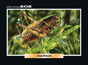 RV377 Chapulín (50 pzas)