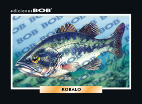 RV386 Robalo (50 pzas)