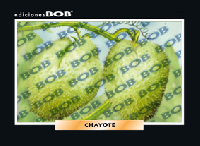 RV410 Chayote (50 pzas)