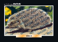 RV489 Erizo (50 pzas)