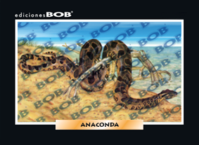 RV504 Anaconda (50 pzas)