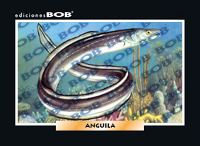 RV505 Anguila (50 pzas)