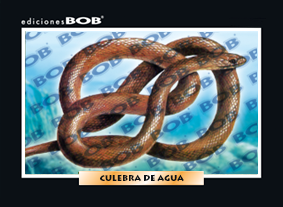 RV508 Culebra de agua (50 pzas)