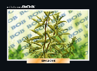 RV511 Epazote (50 pzas)