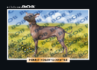 RV604 Perro xoloitzcuintle (50 pzas)