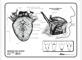 EC07 Sentido del gusto c/n (100 pzas)