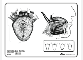 EC08 Sentido del gusto s/n (100 pzas)