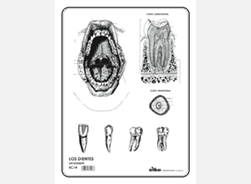 EC14 Dientes s/n (100 pzas)