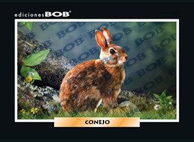 RV005 Conejo (50 pzas)