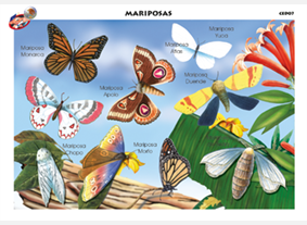 CED07 Mariposas (1 pza)