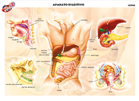 CED08 Aparato digestivo (1 pza)