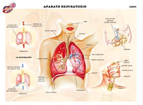 CED09 Aparato respiratorio (1 pza)