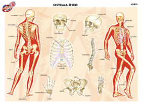 CED11 Sistema óseo (1 pza)