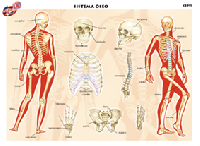 CED11 Sistema óseo (1 pza)