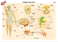 CED12 Sistema nervioso (1 pza)