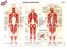 CED13 Sistema muscular compuesto (1 pza)