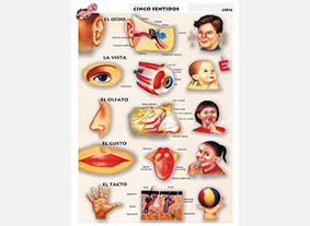 CED14 Cinco sentidos (1 pza)