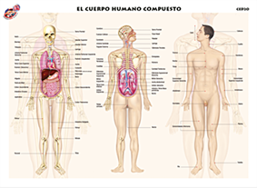 CED20 Cuerpo humano compuesto (1 pza)