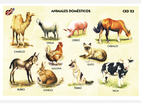 CED23 Animales domésticos (1 pza)