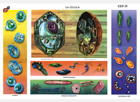 CED35 Célula (1 pza)