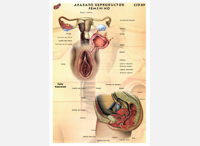 CED40 Aparato reproductor femenino (1 pza)