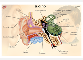 CED44 Oído (1 pza)