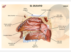 CED45 Olfato (1 pza)