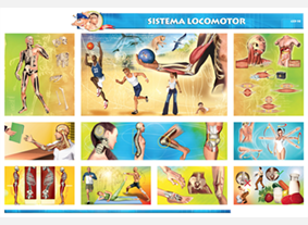 CED58 Sistema locomotor (1 pza)