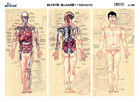 M179 Cuerpo humano 1 / compuesto (25 pzas)