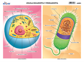 Cu00e9lula Eucariota y Procariota (25 piezas)