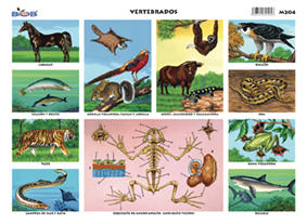 Animales Vertebrados 1 (25 piezas)