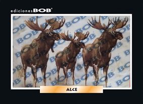Alce (50 pzas)