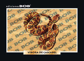 Vu00edbora de cascabel (50 pzas)