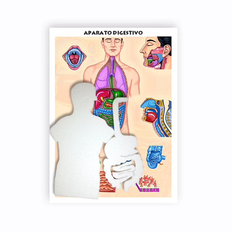 Maqueta Aparato Digestivo