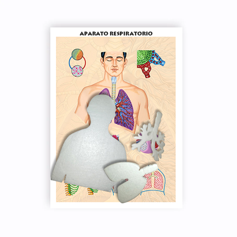 Maqueta Aparato Respiratorio