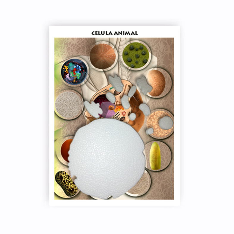 Maqueta Cu00e9lula Animal